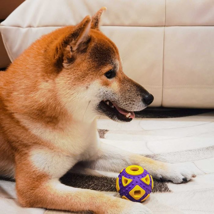 Dog Ball Toy, Jingle Bell Inside for Gift, Rubber Squeaky Toy, Interactive Smart Ball with Holes, Ideal for Puppies, Small, Medium and Blind Dogs, 2.5 Inch(Purple Yellow)